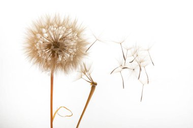 Karahindiba tohumları hafif arka planda bir çiçekten uçar. botanik ve çiçek büyümesi.