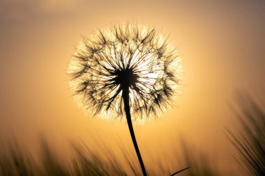Arka planda bir karahindiba çiçeğinin silueti ve sabah çiği damlaları. Doğa ve çiçek bitkisi