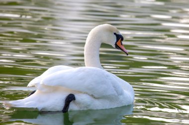 yüzen zarif beyaz kuğu gölette. Tüylü hayvanlar.