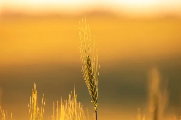 Weizenstacheln Auf Dem Feld Großaufnahme Sonnenstrahlen Landwirtschaft Und Agroindustrie — Stockfoto