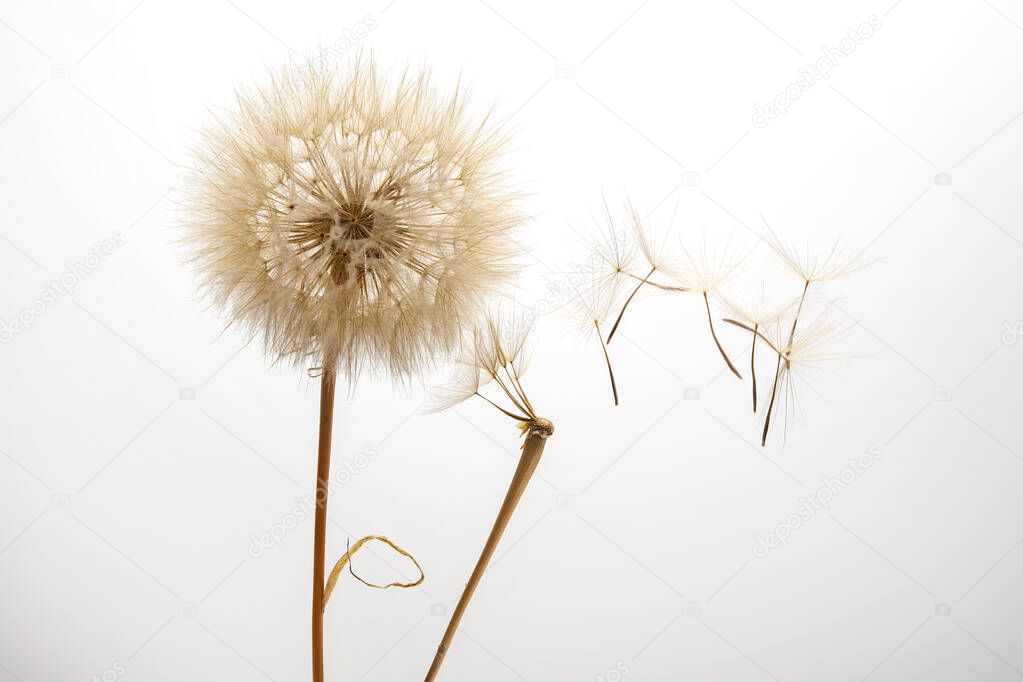 dandelion seeds fly from a flower on a light background. botany and bloom growth propagation.