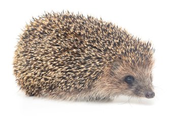 Erinaceus europaeus. Beyaz arka planda Avrupa 'da yaygın kirpi