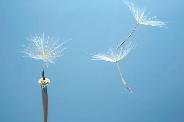 蒲公英的种子在蓝色背景的花朵旁边飞舞 植物学和花卉的性质 — 图库照片