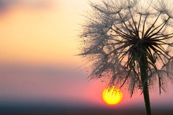 蒲公英的轮廓映衬着夕阳的天空 花卉的自然与植物学 — 图库照片