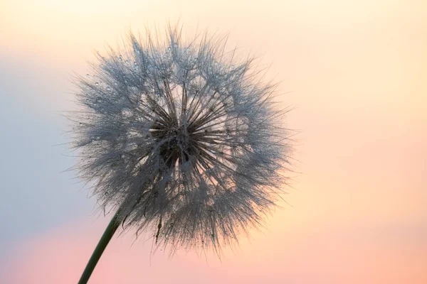 Кульбаба Стиснута Навпроти Заходу Сонця Природа Ботаніка Квітів — стокове фото