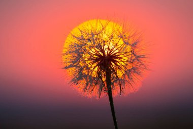 Karahindiba, gün batımında gökyüzüne karşı siluetlendi. Çiçeklerin doğası ve botaniği