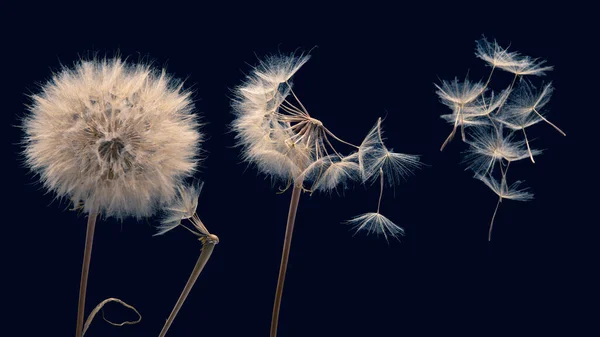 Pampelišková Semínka Létají Květu Tmavém Pozadí Botanika Rozkvět Rozmnožování — Stock fotografie