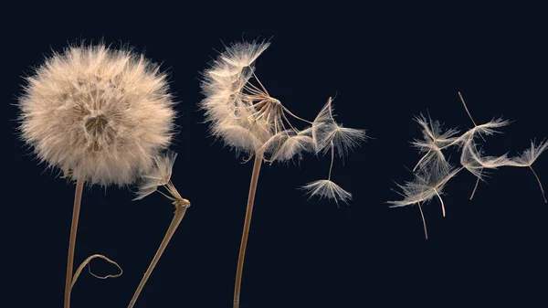 Paardenbloem Zaden Vliegen Uit Een Bloem Een Donkere Achtergrond Plantkunde — Stockfoto