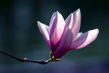 Çiçek açan bahar manolya çiçeğinin açık pembe kafası. Botanik ve çiçekler