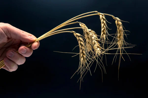 Mogna Öron Vete Närbild Mörk Bakgrund Brödindustrin Vegetarisk Mat — Stockfoto