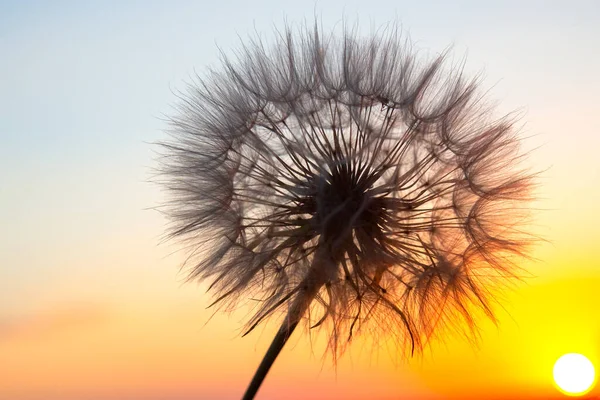 Одуванчик Фоне Заходящего Солнца Природа Растительная Ботаника — стоковое фото