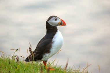 Heimaey adasının çimlerinde oturan paffin kuşu. Vestmannaeyjar Archipelago. İzlanda