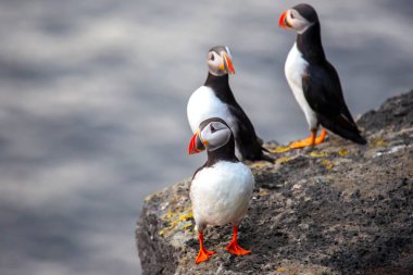 Heimaey adasının kayasında oturan paffin kuşu. Vestmannaeyjar Archipelago. İzlanda