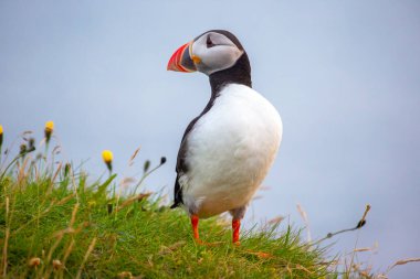 Heimaey adasının çimlerinde oturan paffin kuşu. Vestmannaeyjar Archipelago. İzlanda