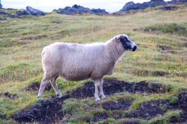 Heimaey Adası 'nda koyun. Vestmannaeyjar Archipelago. İzlanda