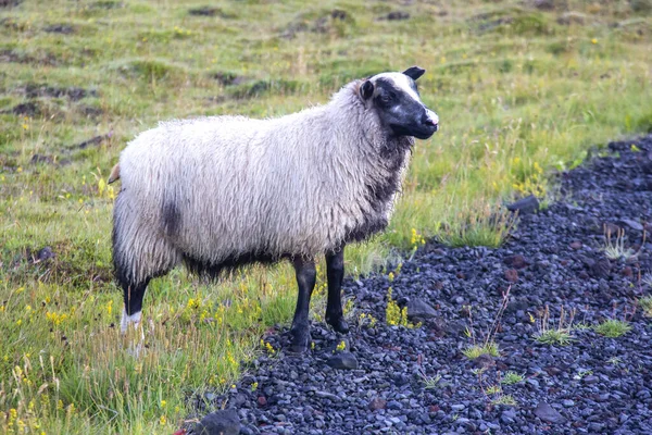 Sheep Island Heimaey Vestmannaeyjar Archipelago Iceland — стоковое фото