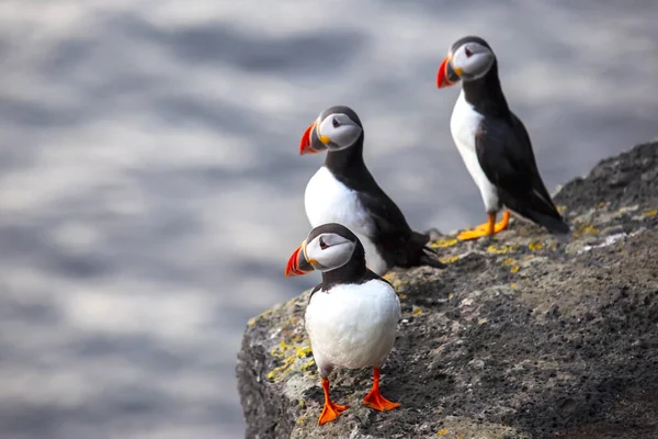 Heimaey adasının kayasında oturan paffin kuşu. Vestmannaeyjar Archipelago. İzlanda
