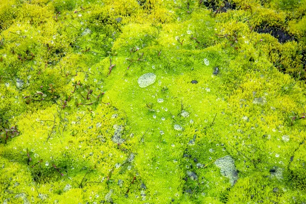 Drops Water Dew Green Moss Rain — Zdjęcie stockowe