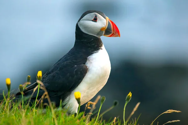 Paffin Bird Sitting Grass Island Heimaey Vestmannaeyjar Archipelago Iceland — Foto de Stock