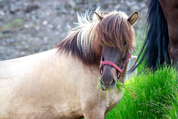 Исландская Лошадь Фоне Горного Вулканического Ландшафта Исландия Туризм Природа — стоковое фото
