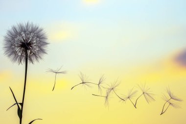 Günbatımı gökyüzünün arka planında uçan karahindiba tohumlarının siluetleri. Çiçeklerin doğası ve botaniği