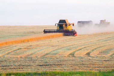Özel makina işleri birleştirir ve tarlada buğday hasat eder. Gıda endüstrisi ve tarım.