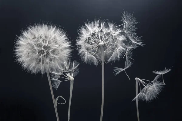 Semi Dente Leone Volano Fiore Uno Sfondo Scuro Botanica Propagazione — Foto Stock