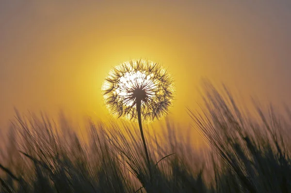 蒲公英的轮廓 背景是一片草地上阳光灿烂的落日 自然与野花 — 图库照片