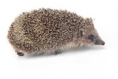 Erinaceus europaeus. Beyaz arka planda Avrupa 'da yaygın kirpi
