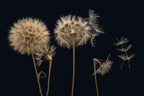 Paardenbloem Zaden Vliegen Uit Een Bloem Een Donkerblauwe Achtergrond Plantkunde — Stockfoto