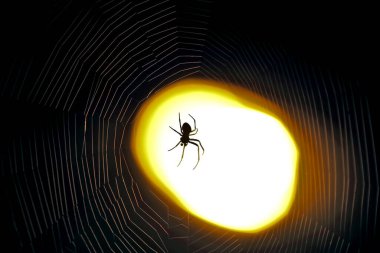Bir örümceğin ağda oturduğu gece bir örümceğin ışığında
