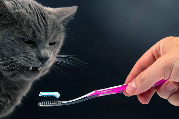 Toothbrush Toothpaste Brushing Teeth Gray Cat Feline Veterinary Health Care — Stock Photo, Image