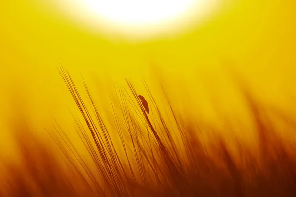 Escarabajo Arrastra Sobre Hierba Contra Telón Fondo Del Sol Poniente —  Fotos de Stock