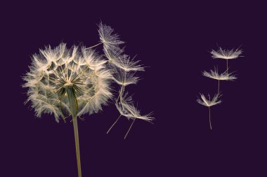 Karahindiba tohumları koyu arkaplanda bir çiçeğin yanında uçuyor.