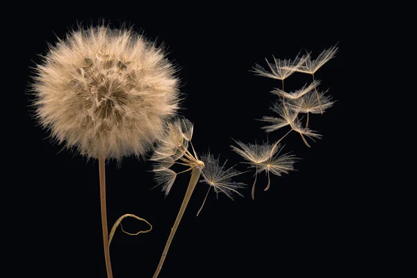 Les Graines Pissenlit Volent Fleur Sur Fond Sombre Multiplication Botanique — Photo