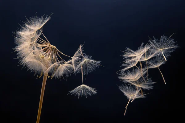 Σπόροι Πικραλίδας Πετούν Από Ένα Λουλούδι Σκούρο Φόντο Βοτανολογία Και — Φωτογραφία Αρχείου