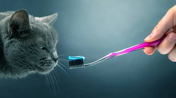 Toothbrush Toothpaste Brushing Teeth Gray Cat Feline Veterinary Health Care — Stock Photo, Image