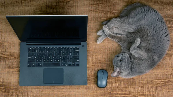 gray cat is resting on a sofa near a laptop and a computer mouse