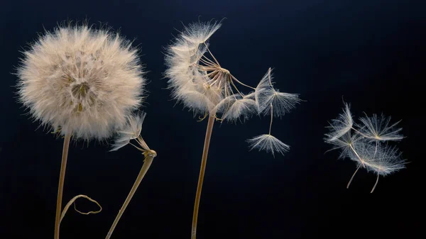 Paardenbloem Zaden Vliegen Uit Een Bloem Een Donkere Achtergrond Plantkunde — Stockfoto