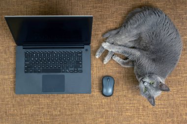 Gri kedi bir bilgisayar faresi ve dizüstü bilgisayarın yanındaki koltukta dinleniyor.