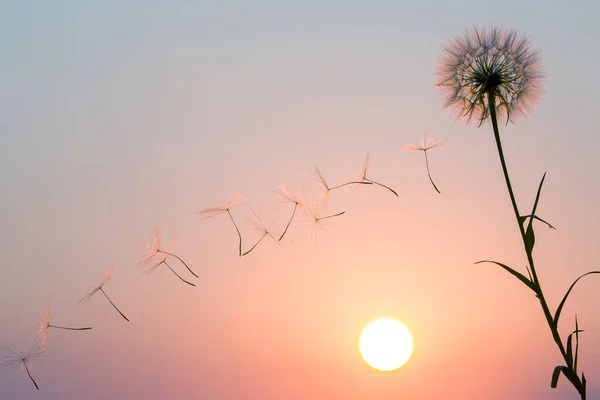 蒲公英的种子在日落的天空中飘扬 自然界的植物植物学 — 图库照片
