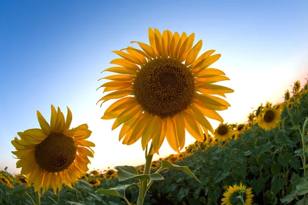 Blooming Sunflower Sunlight Backdrop Bright Sky Agronomy Agriculture Botany — Stock Photo, Image