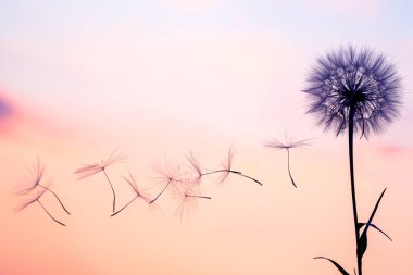 Karahindiba tohumları günbatımı gökyüzünün arka planında uçuyor. Doğanın bitkisel bitkileri