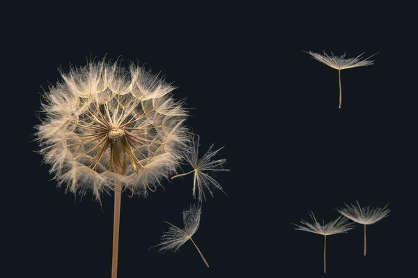 Les Graines Pissenlit Volent Fleur Sur Fond Sombre Multiplication Botanique — Photo