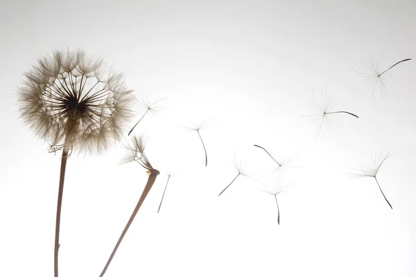 Semi Dente Leone Volano Fiore Uno Sfondo Leggero Botanica Propagazione — Foto Stock