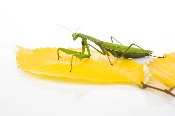 Mantis Religiosa Verde Asienta Sobre Una Hoja Amarilla Otoño Sobre — Foto de Stock