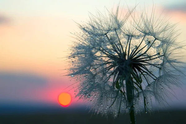 Силуэт Одуванчика Фоне Солнечного Заката Травяном Поле Природа Полевые Цветы — стоковое фото