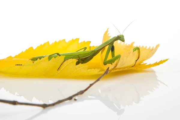 Vert Priant Mantis Assis Sur Une Feuille Automne Jaune Sur — Photo