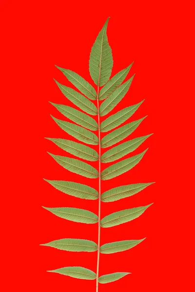Tak Met Bladeren Een Rode Achtergrond Vegetatie Plantkunde — Stockfoto