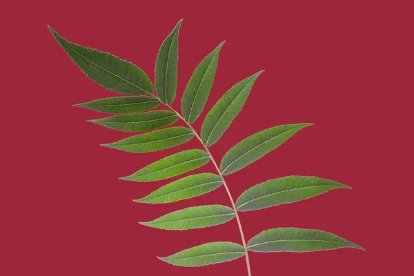 Faág Vörös Hátterű Levelekkel Növényzet Botanika — Stock Fotó